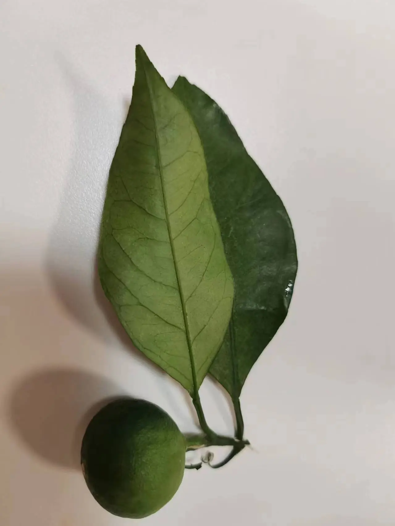 还未成熟的绿橘子