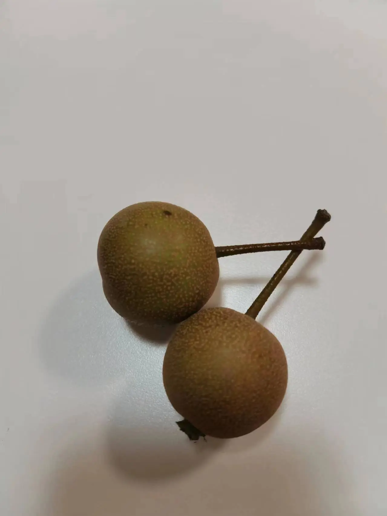 还未成熟的小梨子